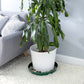 Austin Planter Saucers, Hunter Green Tray and Drip Pan,